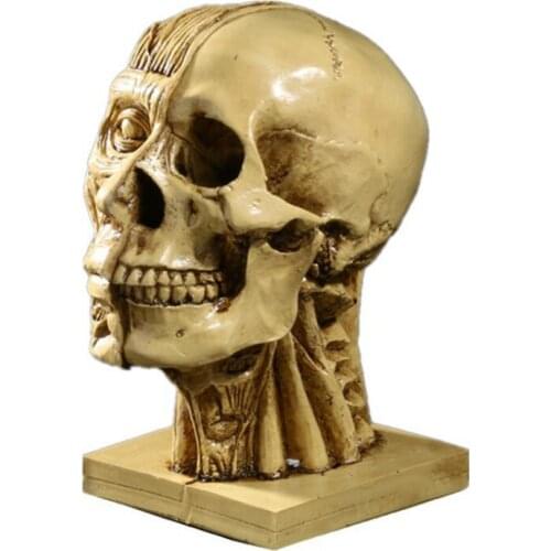 Muscle head skull head medical model teaching supplies drawing reference art model Resin handicraft