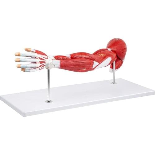 Human Arm Muscle Model 7 Parts Muscular System Dhowing Muscles of Shoulder Arm and Hand for Medical Teaching and Learning