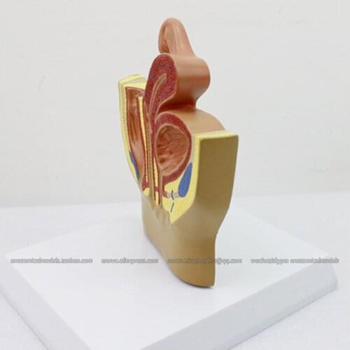 CMAM/12458 Female Pelvis - 0.5X life size, Genitourinary Medical Teaching Anatomical Model