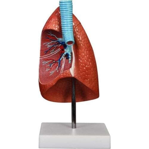 Plastic Human Anatomy Lung Model Medical Teaching Model