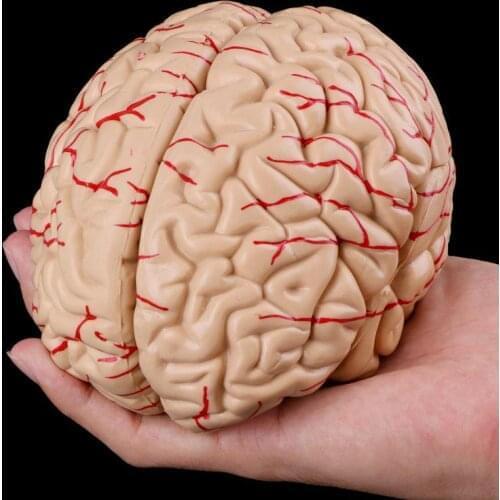 Brain human Model Cerebrovascular Model 8 Parts Brain human anatomical Anatomy Model Medical Educational Science Model