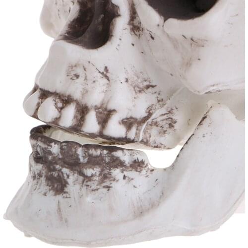 Plastic Human Mini Skull Decor Prop Skeleton Head Halloween Coffee Bars Ornament