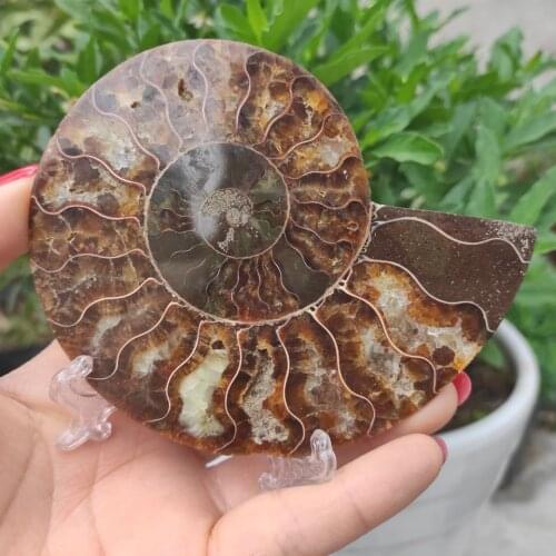 151g crystal slice natural fossil slice Siphonaria quartz slice Ammonite Fossils Jade Slices Ornaments