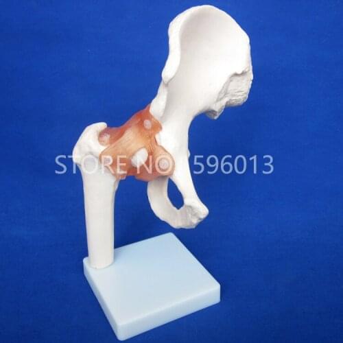 HOT Life-Size Hip Joint Model, Anatomical Joint Model with Ligament, Bone Model