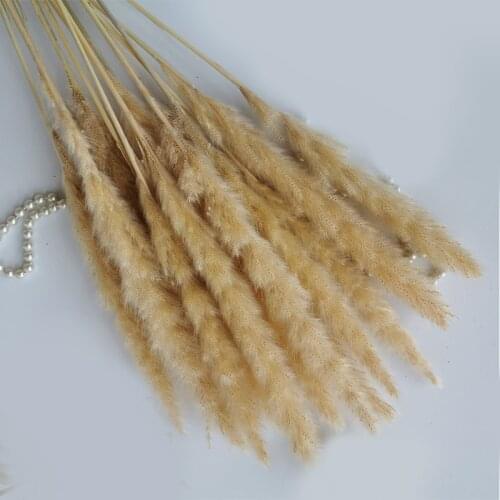 15Pcs Dried Natural Flowers Reed Phragmites Pampas Grass Fiori Secchi Plants Grass Living Room Decor Wedding Marriage Decoration