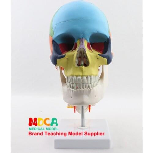Medical human chromatic skull bone with cervical vertebra model skull partition muscle nerve Department of orthopedics MTG009