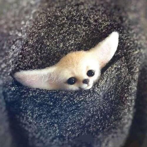 Wool Felt Poke Handmade DIY Material Kit Wool Needle Non Finished Cat Fox Raccoon Animal Brooch Plush Doll