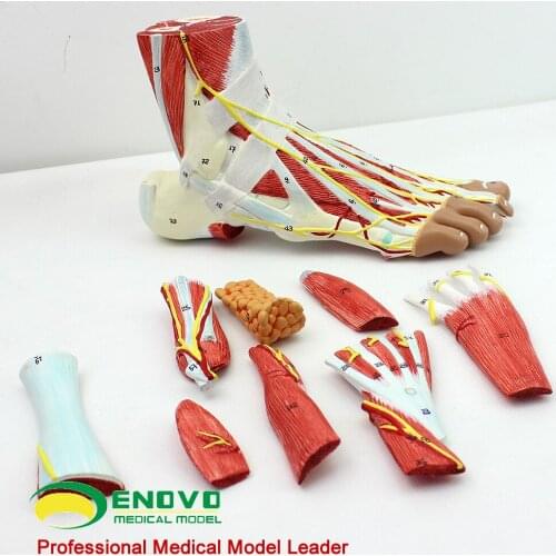 Anatomy of foot - and - foot joints