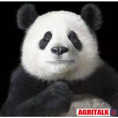 Link for the delivery of two turbo chargers for TD804/TD824, order deliver to China Quanzhou city, documents to Keny address