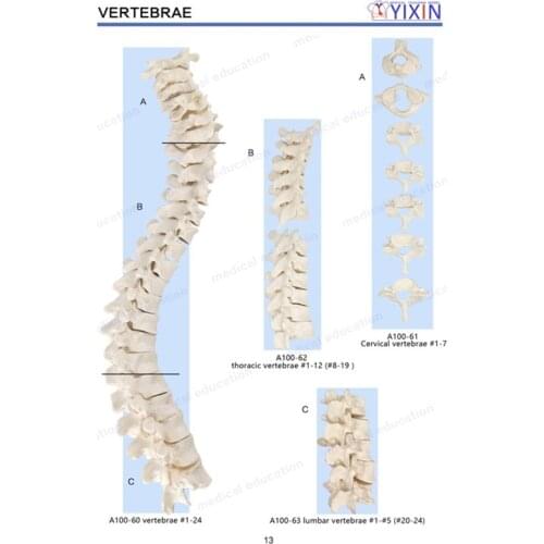 Huaman Skeleton of Spine Column Models Anatomical of 24 Vertebrae with Realistic Appearance for Medial Supplies and Equipments