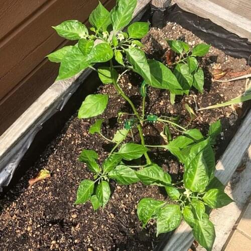 NEW 30Pcs Plant Branches Bender 90 Degree Plant Bending Growth Trainer Clips for Plant Low Stress Training Control Fixing Clip