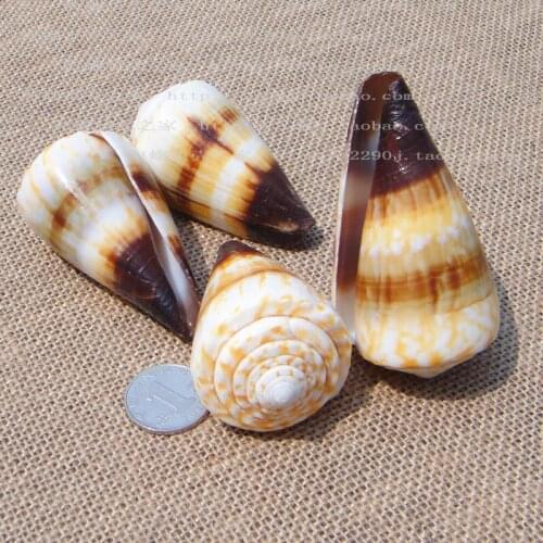Natural Conch SeaShells Birdtail Conch Black Conch Shells Platform Aquarium Wedding Gift Home decoration