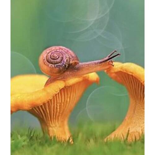 5D DIY Diamond Painting Animal Painting Square Round Diamond Snail Picture Cross Stitch Mosaic Home Decoration Gift WG2766