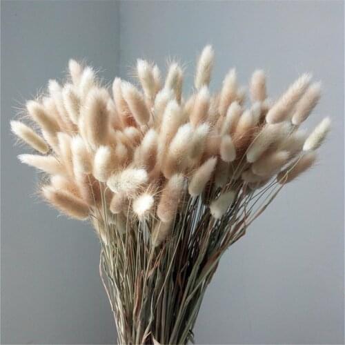 50pcs/Lot Natural Real Dried Flowers Pampas Grass Lagurus Ovatus Raw Color Rabbit Tail Grass Bouquet for Home Wedding Decor