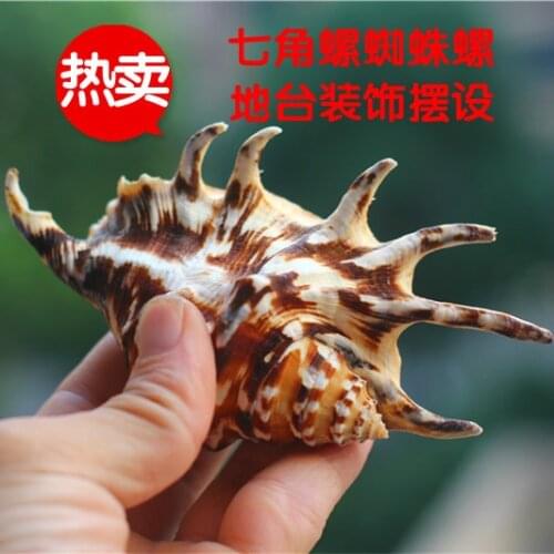 Natural Conch and Shell Conch Spider Conch Aquarium Decoration Aquarium Landscaping Home Wedding Platform Decoration