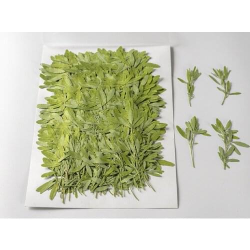 250pcs Pressed Dried Flower Melilotus officinalis Stem Herbarium Bookmark Prop Jewelry Postcard Invitation Card Phone Case DIY