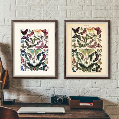 Antique Butterfly Vintage Poster Insect Kind Nature Education Canvas Painting Posters and Prints Wall Art for Room Home Decor