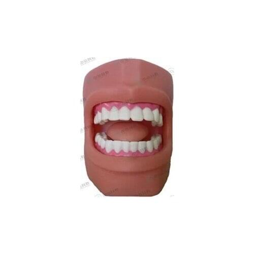 Oral Care Model 1:1 Dental Health Care Model free shipping