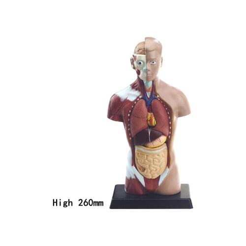 Human Torso Model Junior and High School Biological Experiment Equipment Science Education Equipment Medical Anatomical Model