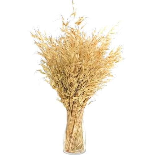 Hidde Botanics Dried Natural Lagurus Ovatus Bunches Natural Dried Oats Length for Floral Decor Dried oats ears of wheat