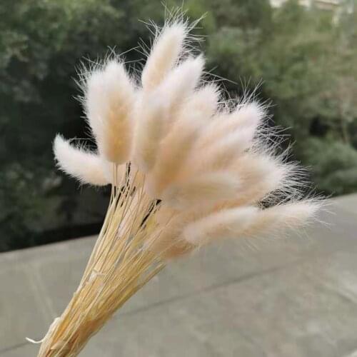 20pcs/25cm,Natural Dried Flowers Rabbit Tail,Real Eternal flowers DIY Wedding Party Home Decoration accessories,Display flowers