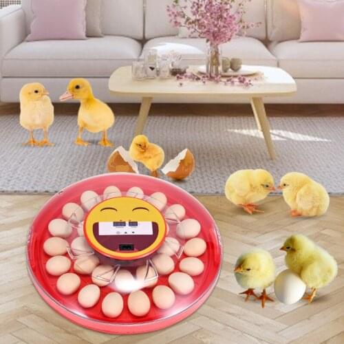 30 High-Efficiency Automatic Egg Incubators-Automatic Egg Incubator With Temperature Control Function Temperature Control Home