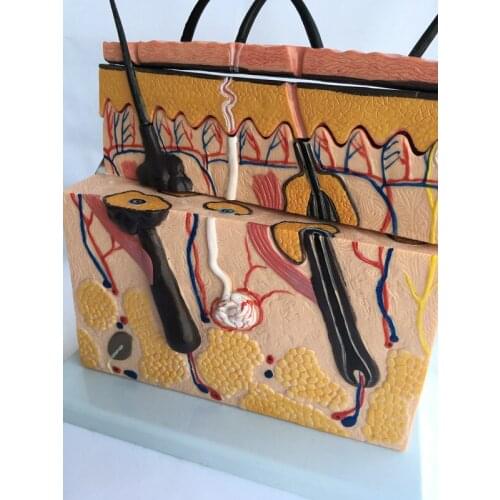 Skin Pathological Epidermal Anatomical Model Anatomical Skin Subcutaneous Dissection Medical School Hospital Teaching Aids