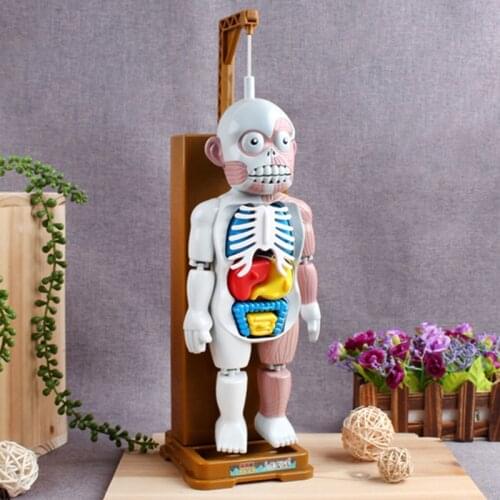 1 Pcs Fun Human Model Home Decoration Skeleton model Assembly Skull Desktop Office Parent-child Spoof Tricky Party Games
