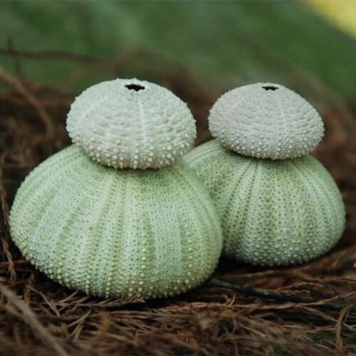 Natural Small green Sea Urchin Natural Shell Conch Ocean Wedding Decorate Home Accessorie sea sear natural crafts