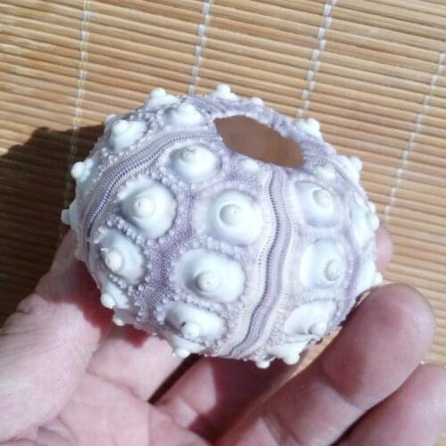 HappyKiss Natural Small Purple Light Green Pink Sea Urchin Natural Shell Conch Beach Wedding Decoration Coastal Home
