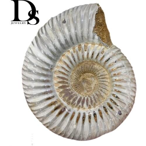 White Ammonite Fossil Ocean Shell Fossils Snail Conch Madagascar Healing Specimen Display