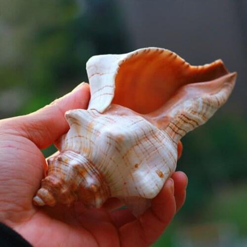 NEW NATURAL REAL CONCH SEA SHELL ORNAMENT CONCH SEASHELL HORN CONCH PHOTOGRAPY PROPS FISH TANK DECOR FURNISHINGS HOME COLLECTIBL