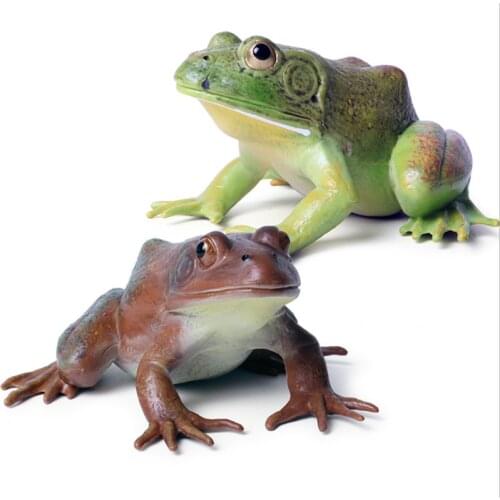 Simulation Bullfrog Figure Wild Animals Hatch Frog Growth Action Figures Model Decor Figurine Educational Toys Kids Gift