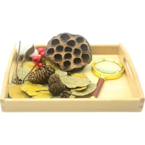 Wooden Montessori Educational Toys for Children Shell and Leaves Observation Montessori Baby Educational Toys Learning L2346F