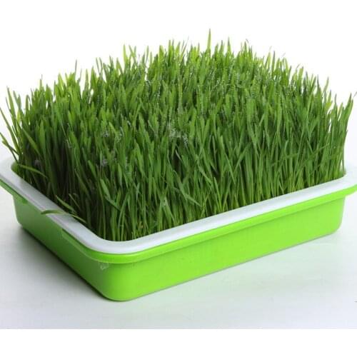 Green Seed Sprout Planting Plate With Cover Pea Bean Systems Hydroponic Tray Seedling Home Germination Sprouter Wheatgrass P8F9
