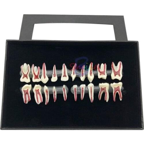 1Box Dental Oral Anatomical display model Teaching Dental Teaching Oral Deciduous Teeth Model Childs deciduous tooth