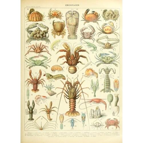 Vintage Sea Marine Shrimps Watercolor Encyclopedias Illustration Retro Poster Canvas DIY Wall Paper Posters Home Decor Gift