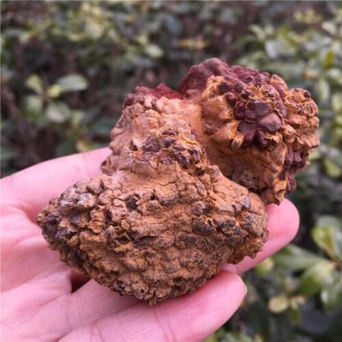 Rare Natural Dinosaur Poop Fossil Specimen Nice Gift For Stone Collection Healing Reiki Stone Energy Stone