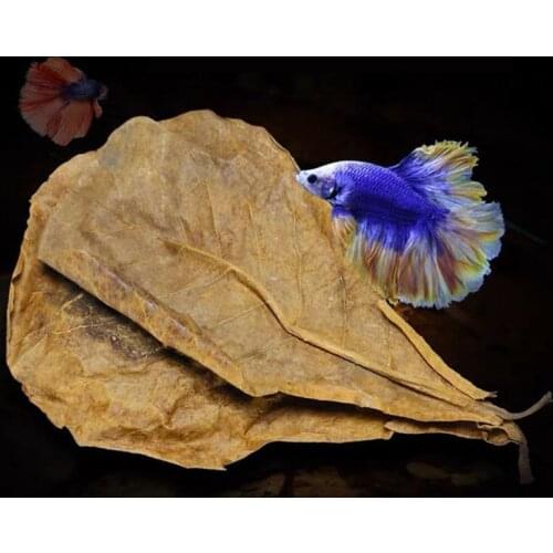 5/25/50pcs Natural Catappa Leaves Almond Leaf Fish Cleaning Treatment Aquarium Tank