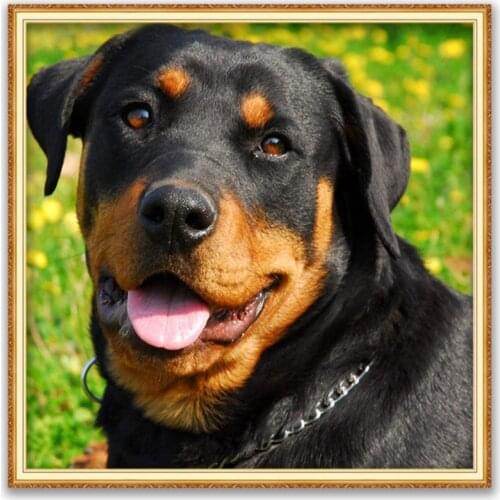 Animal Dog Rottweiler DIY 11CT Embroidery Cross Stitch Kits Needlework Craft Set Cotton Thread Printed Canvas Home Decoration