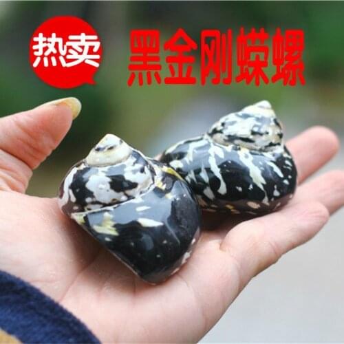 Free Shipping Natural Conch Shell Black Diamond Turban Shell Hermit Crab Shell Deck Fish Tank Wedding Home Furnishings
