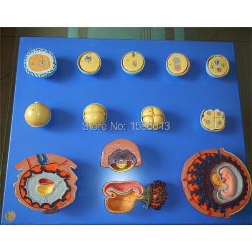 HOT Human Fertilization and Intermediate Embryogeny model, Intermediate Embryogeny model,Fertilization model