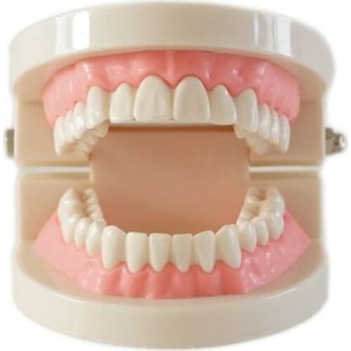 Medical teaching tool Teeth model dental model Special decoration Clinic personalized decorative Figurines