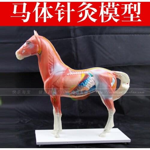Horse Acupuncture model masculineanimal model horse anatomy model teaching practice training