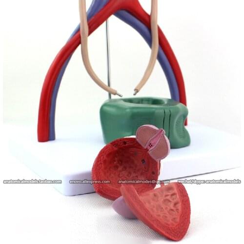 CMAM/12425 Urinary System, Genitourinary Medical Teaching Anatomical Model
