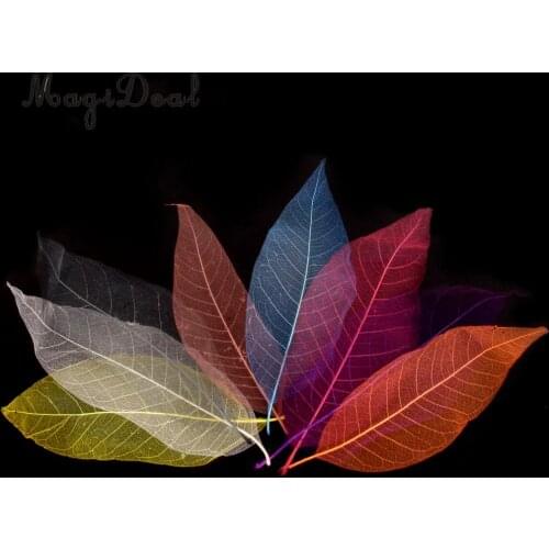 50Pcs Natural Magnolia Skeleton Leaf Leaves Card Scrapbooking DIY Mixed Color used to decorate cards candles packages