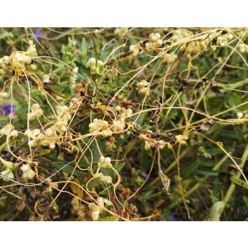 Dried Chinese Semen Cuscuta Chinensis 500g Natural Dodder Seeds Men Sexual