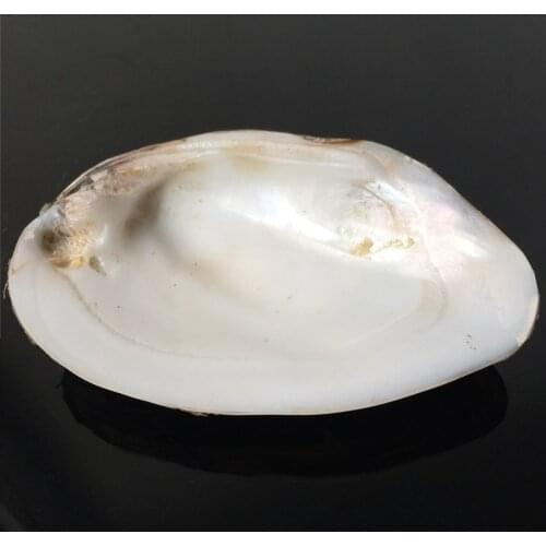 Thick Freshwater shell mother of pearl Natural craft Conch Home Decoration Aquarium Landscaping Wedding Landscape Decoraition