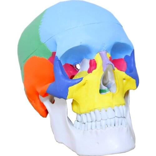 1:1 medical simulation skull model colored skull anatomical model medical teaching equipment