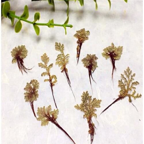 120pcs Pressed Dried Lemna Minor Grass Flower Plant Herbarium Craft DIY Postcard Invitation Card Making Accessories